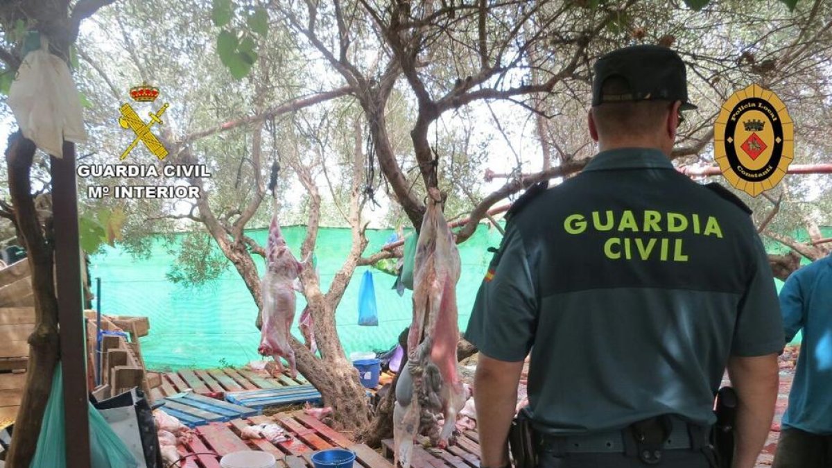El matadero ilegal se encontraba en una explotación ubicada en Camí dels Ovellons de Constantí.