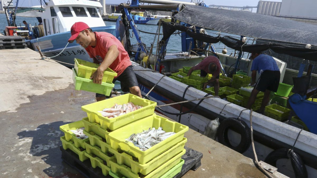 Un home carrega peix d'una de les 23 embarcacions que ahir es van fer a la mar.