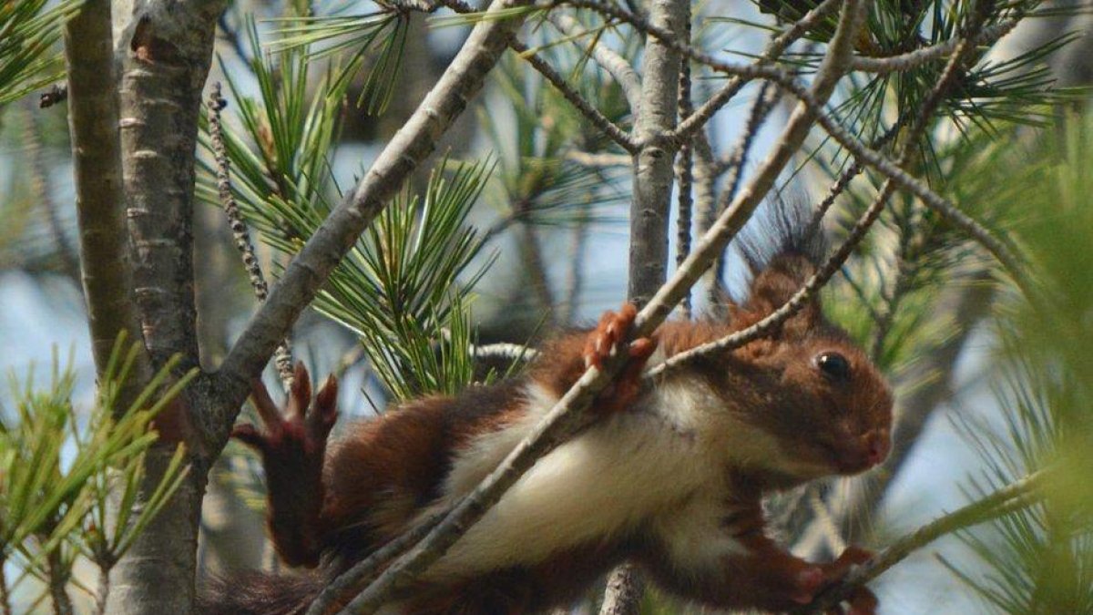 Imatge d'un dels esquirols alliberat en una branca d'un arbre.