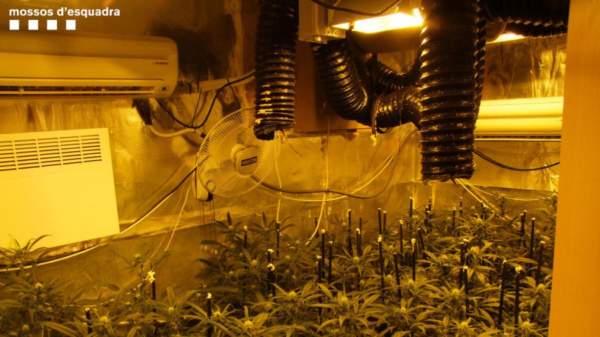 En un dels registres es van comissar 117 plantes de marihuana en una habitació.