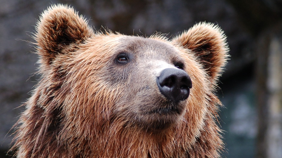 Las autoridades recomiendan el repelente para evitar el ataque de un oso.