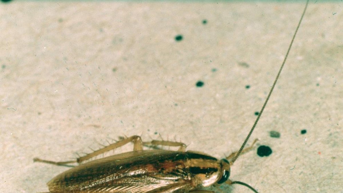 Un ejemplar de cucaracha germánica.
