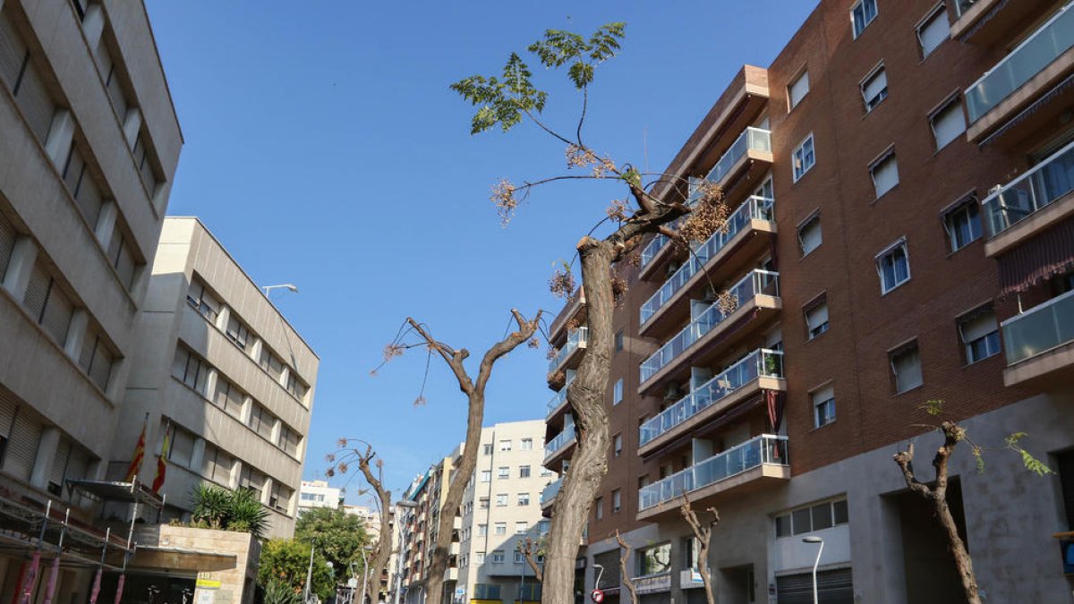 Árboles podados en la calle Francesc Bastos de Tarragona.