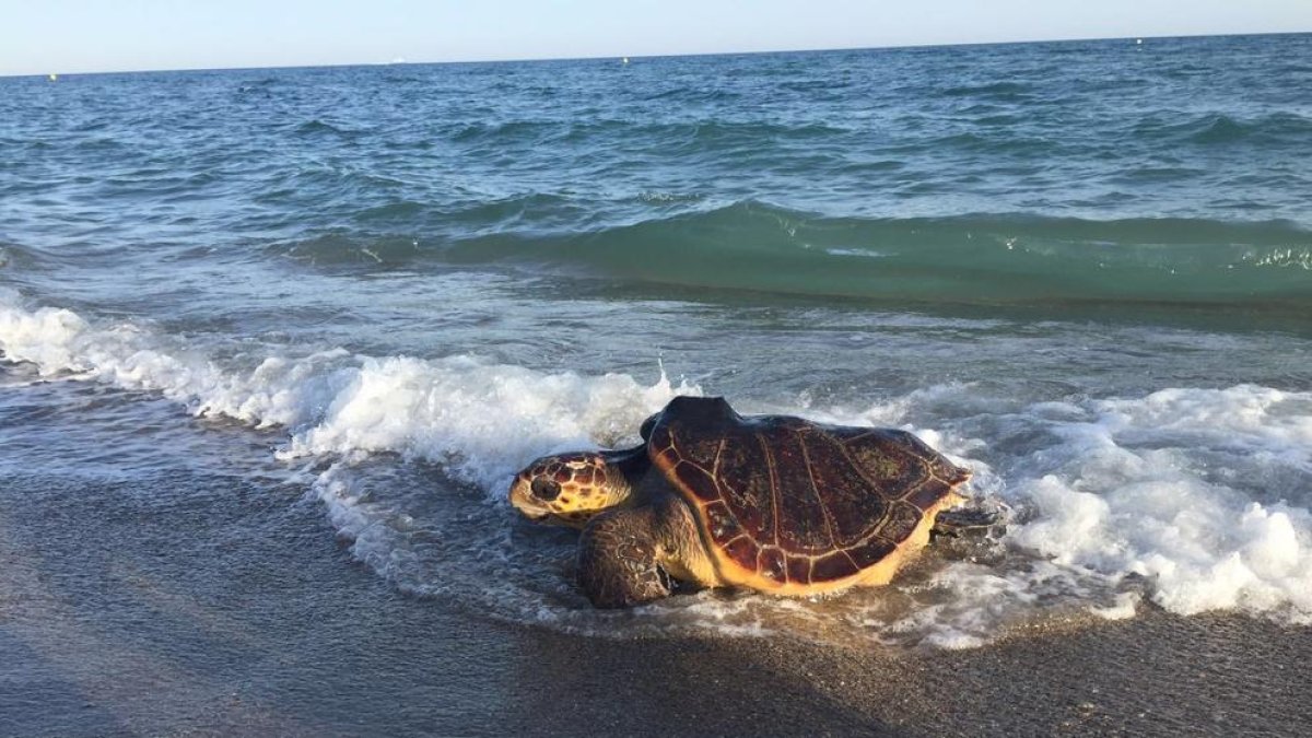 Exemplar de tortuga marina recuperada i retornada al seu medi natural.