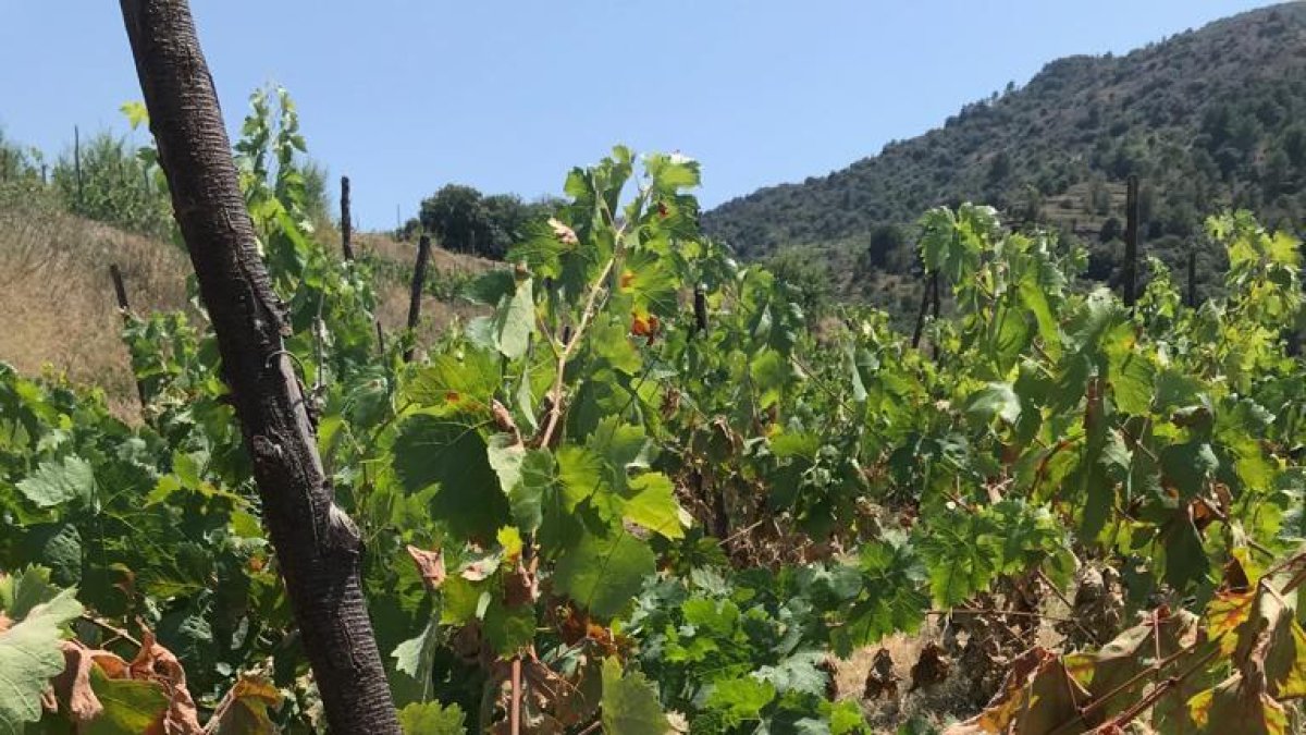 Imatge d'una vinya afectada per la calor