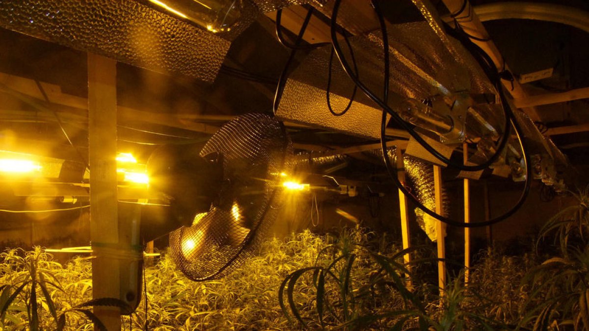 Plano general de la plantación de marihuana, con la instalación de luz y ventilación para cultivarla en el interior.