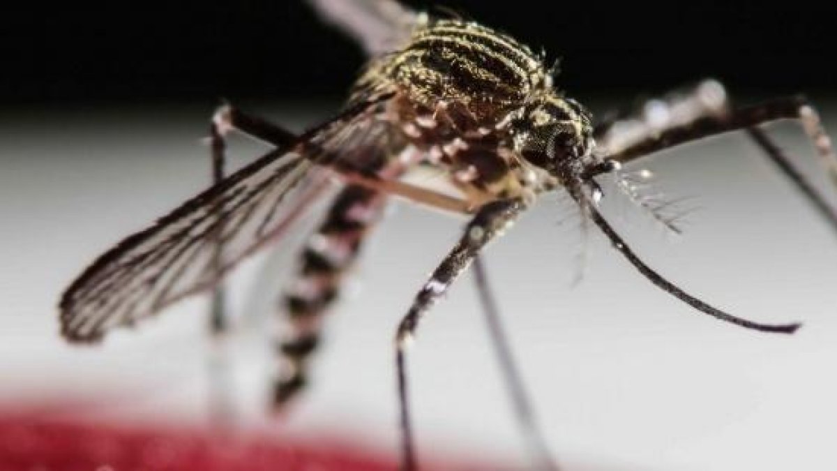 Imatge d'arxiu del mosquit 'Aedes aegipti'.