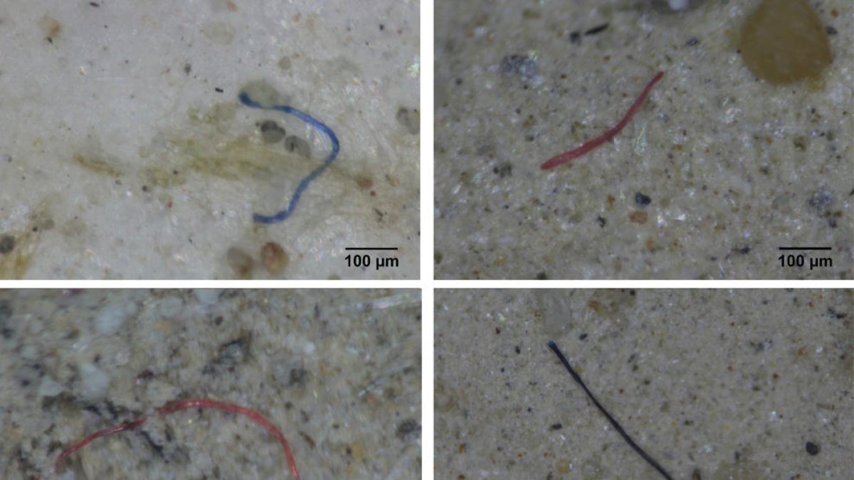 Detalle de microplásticos estudiados por la UAB en el delta de l'Ebre.