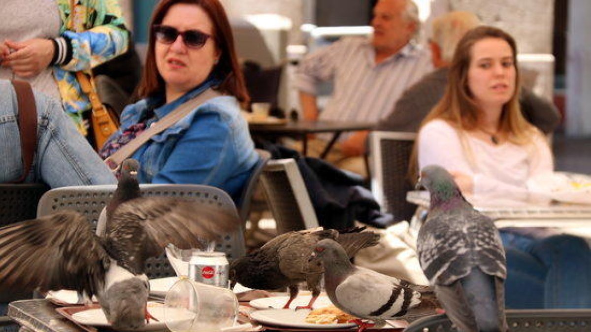 Un grupo de palomas comiendo restos encima de la mesa de un local de restauración en Reus.