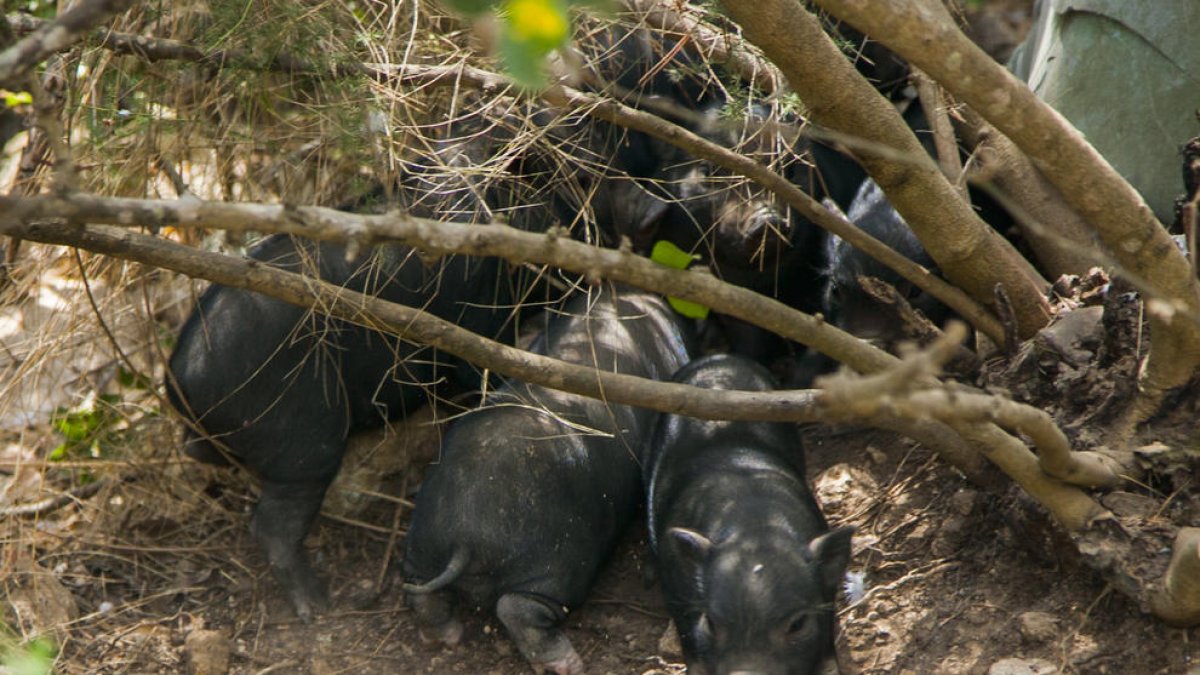 Unos cochinillos que nacieron recientemente, después del parto de cinco hembras.