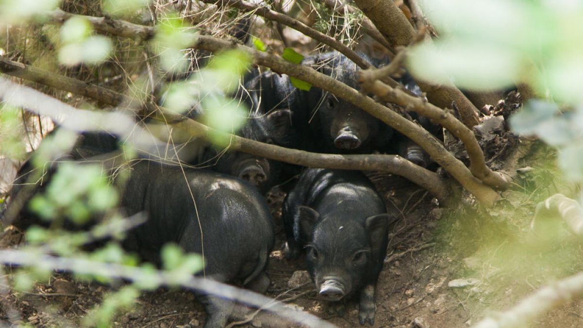 Unos cochinillos que nacieron recientemente en el parque, después del parto de cinco hembras.