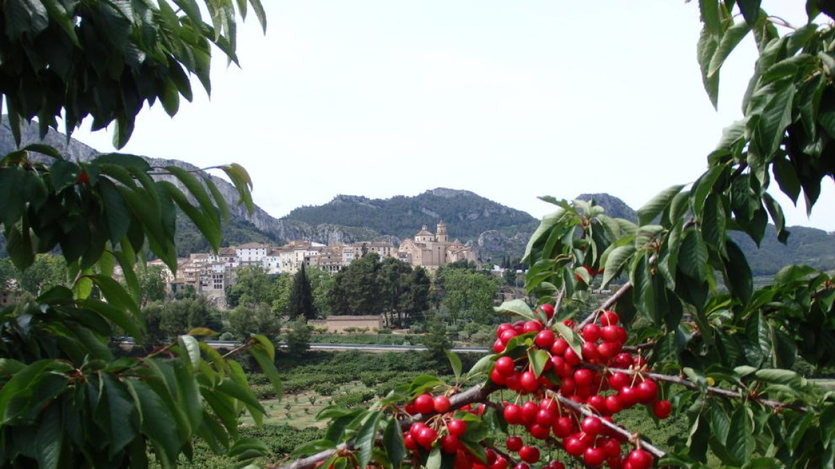 Tivissa és el primer productor de cireres de Catalunya.