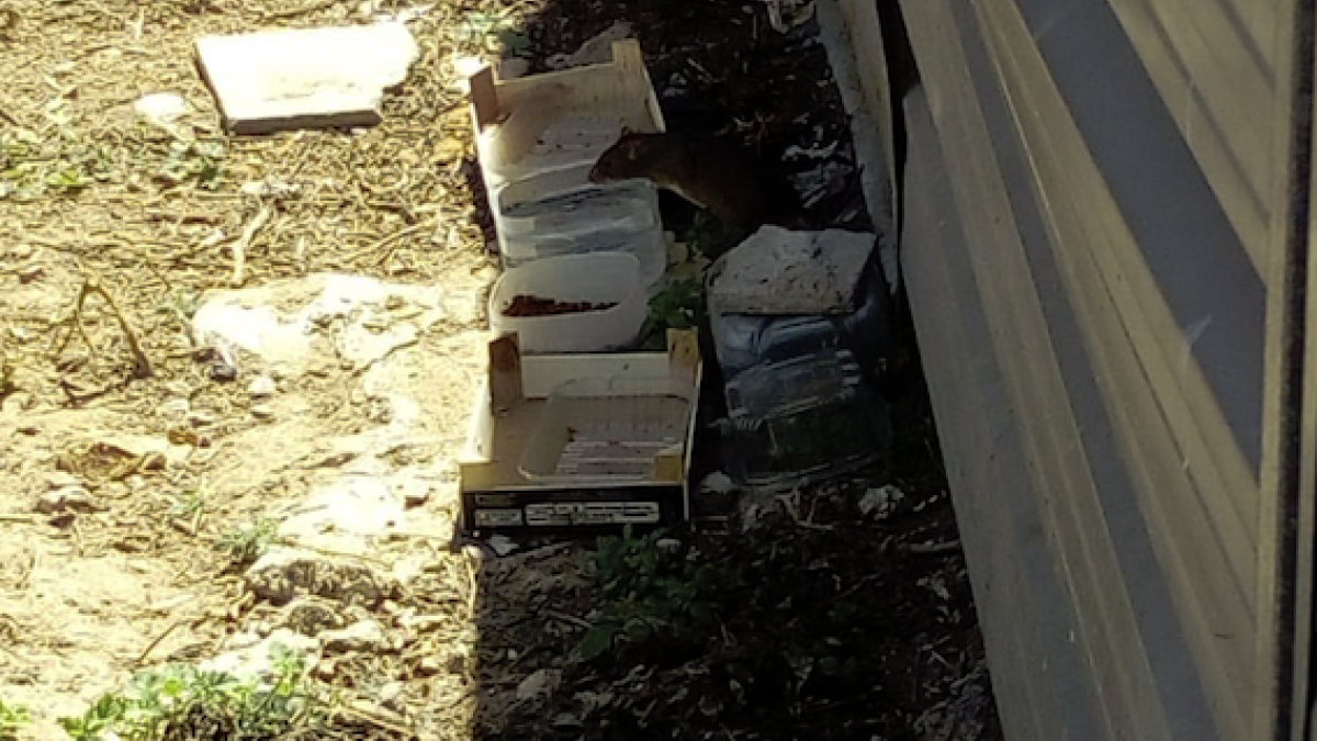 Imatge d'una rata acostant-se als recipients amb menjar i aigua del solar a tocar del CAP Jaume I.