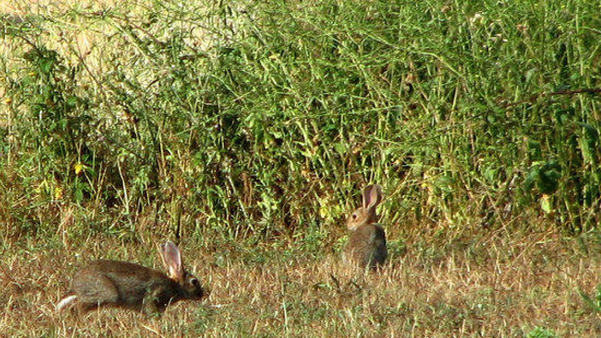 Varios conejos en un campo.