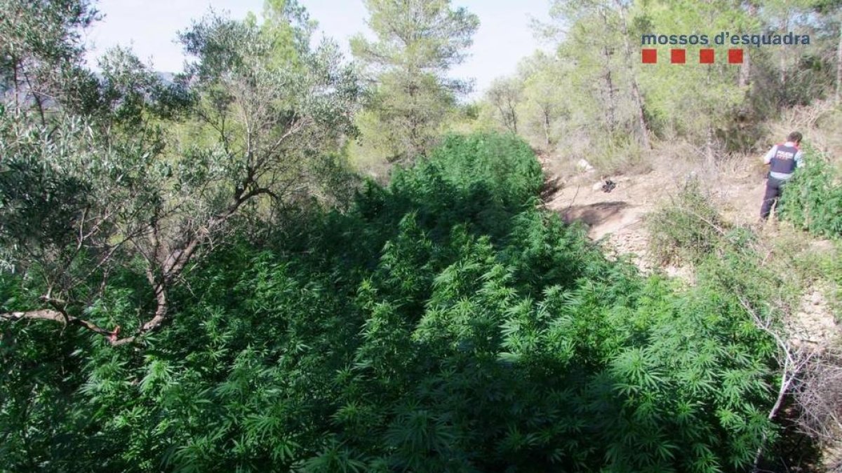 Varias plantas de marihuana localizadas en el municipio de Pinell de Brai.