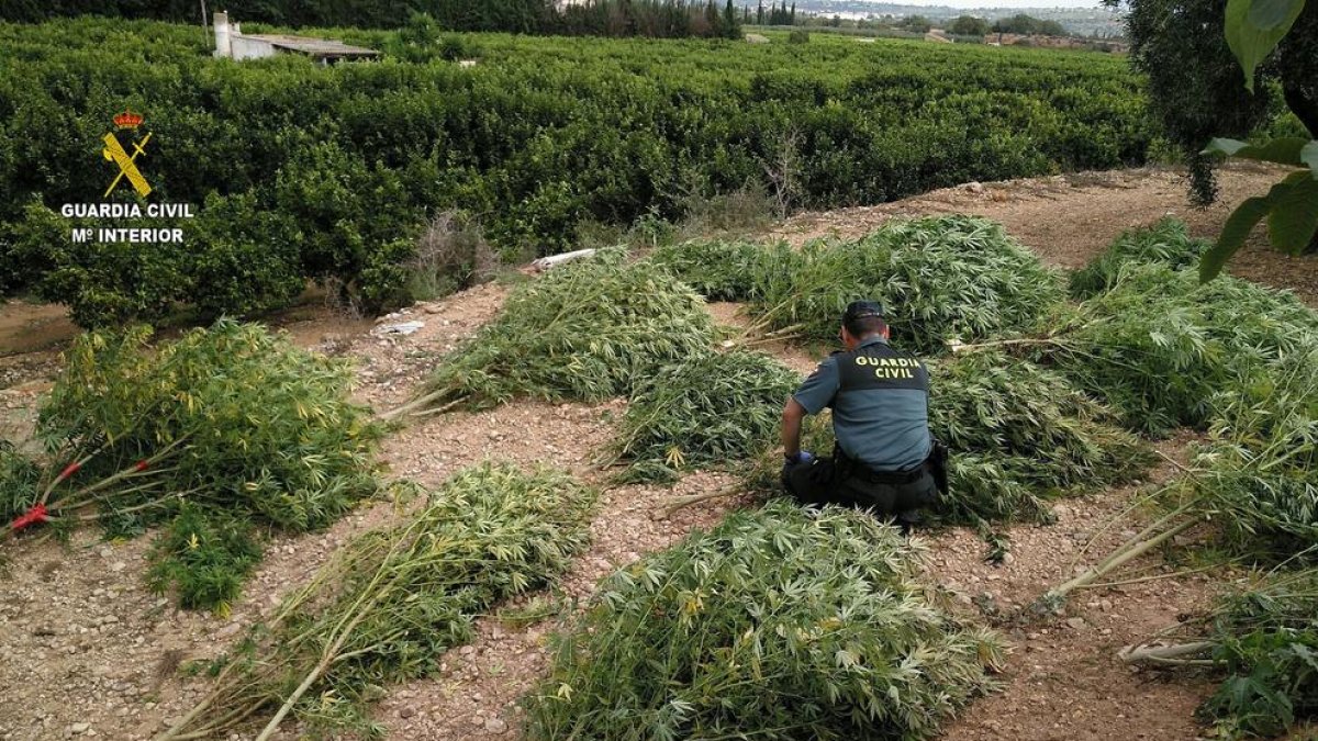 Las plantas de marihuana se encontraban disimuladas entre los naranjos.