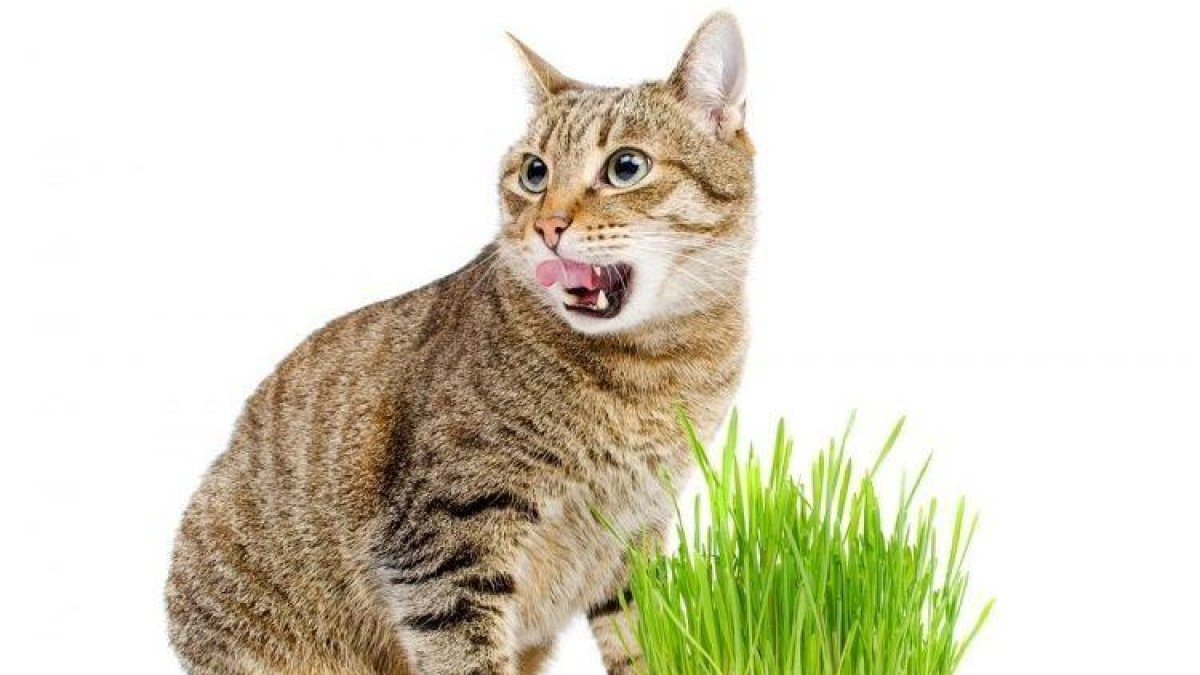 Imagen de un gato con la planta del Catnip