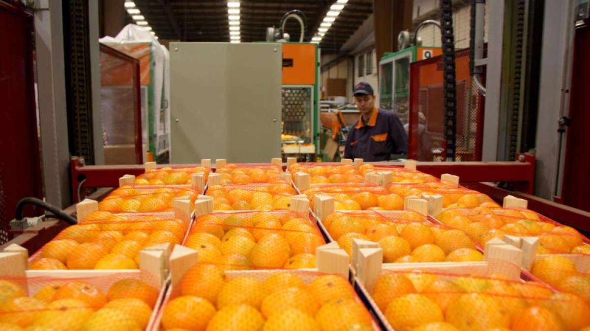 Primer pla de caixes de mandarines preparades per a l'exportació als magatzems d'Agrofruit. Imatge del 19 de juny de 2015 (horitzontal)