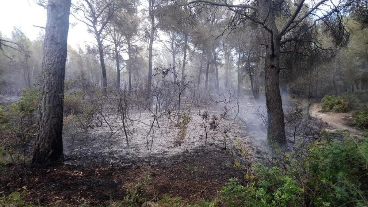 Imagen de los pinos quemados en el incendio de Sant Salvador.