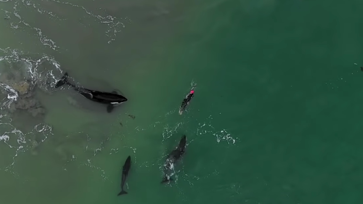 Imagen de Judie Johnson nadando con las orcas.