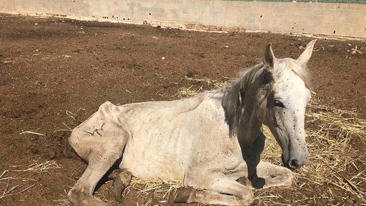 En el mes de julio, algunos caballos mostraban síntomas de maltrato y estaban desnutridos.