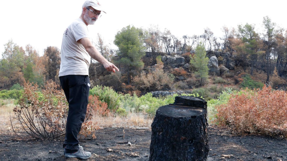 El director técnico del Grup de Natura Freixe, Pere Josep Jiménez, mostrando una cepa chamuscada por el incendio de la Ribera d'Ebre, que la entidad justo había cortado para desbrozar una finca en Flix.