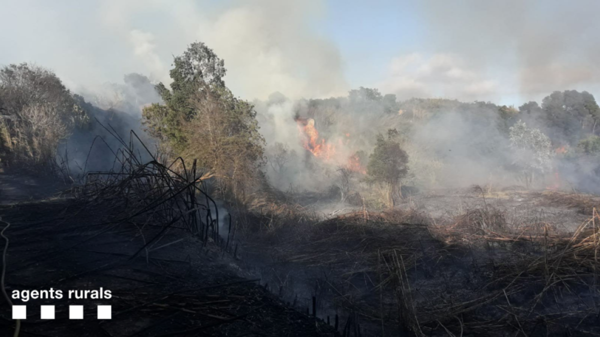 Han cremat un total de tres hectàrees de canyar.