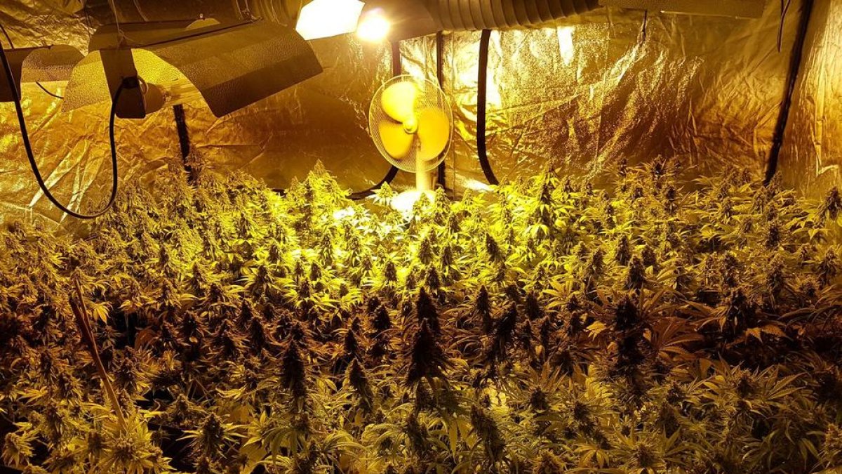 L'operatiu ha permès desmantellar una plantació tipus Indoor amb 322 plantes de marihuana.