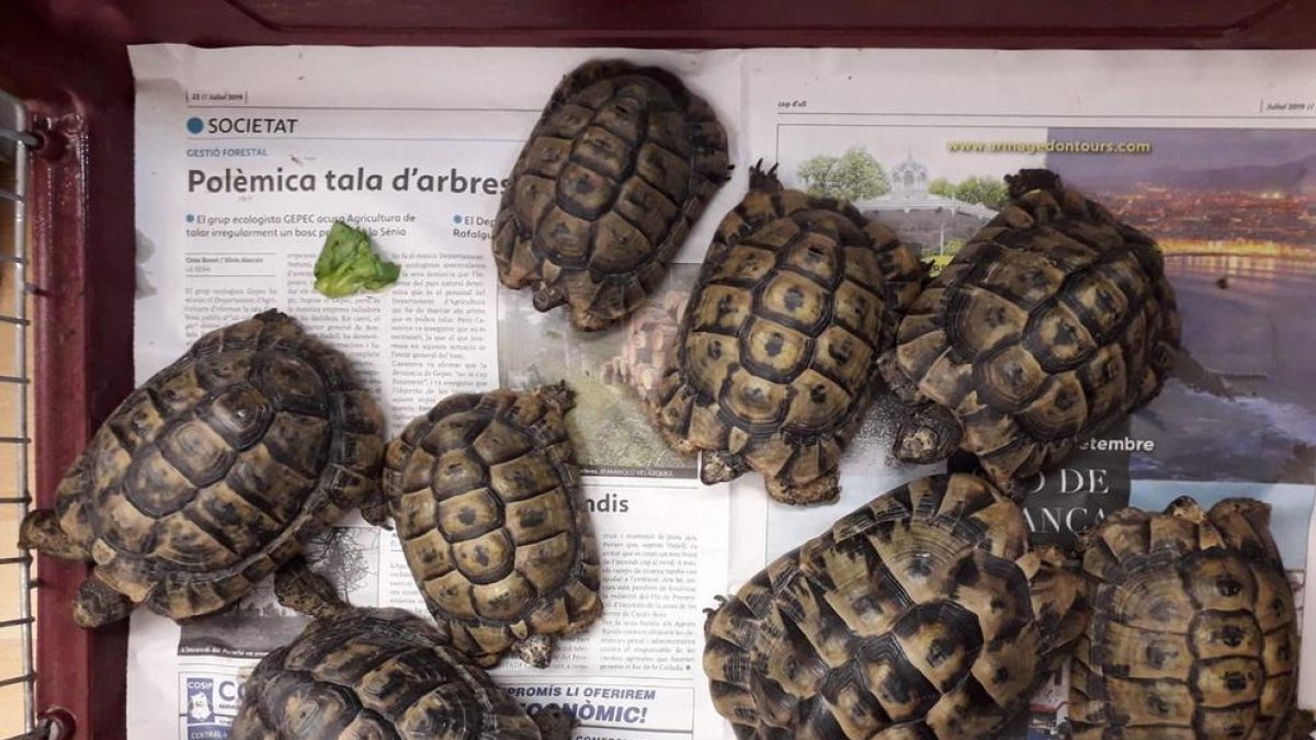 Imagen de las tortugas recogidas.