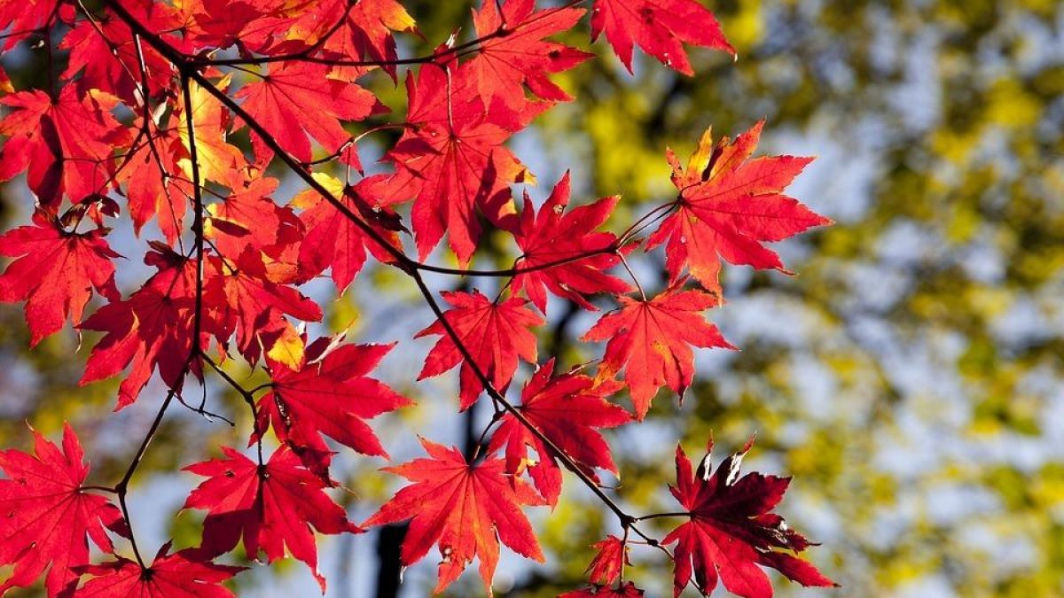 Los colores ocres y terrones son característicos del bosque en esta época.