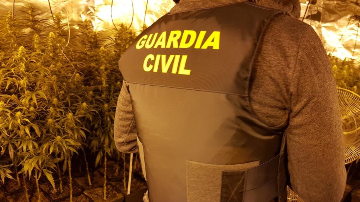 Imatge de la Guardia Civil a la plantació de Rodonyà