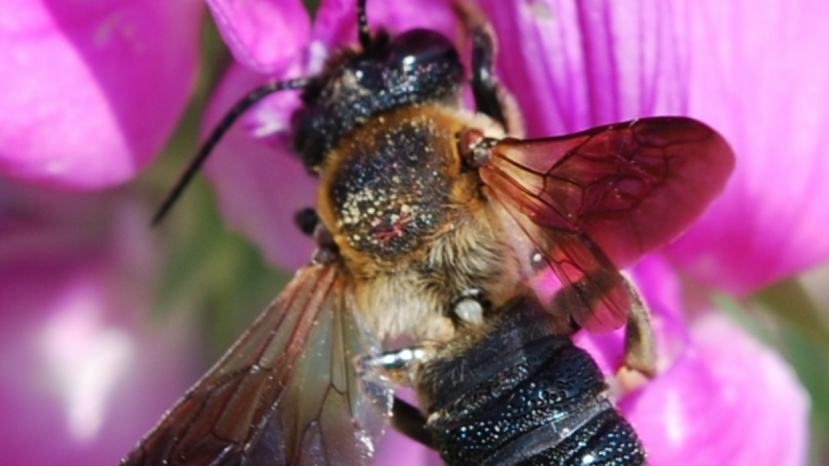 Imagen de la Megachile sculpturalis.