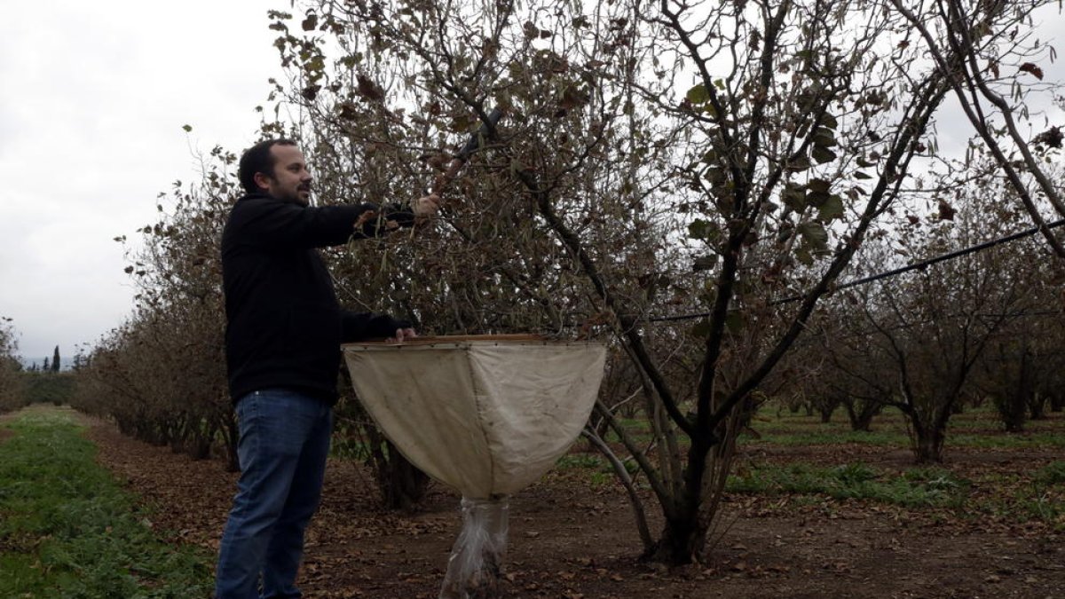 Un técnico de sanidad vegetal de Coselva analizando los avellanos de una finca de la Selva del Camp.