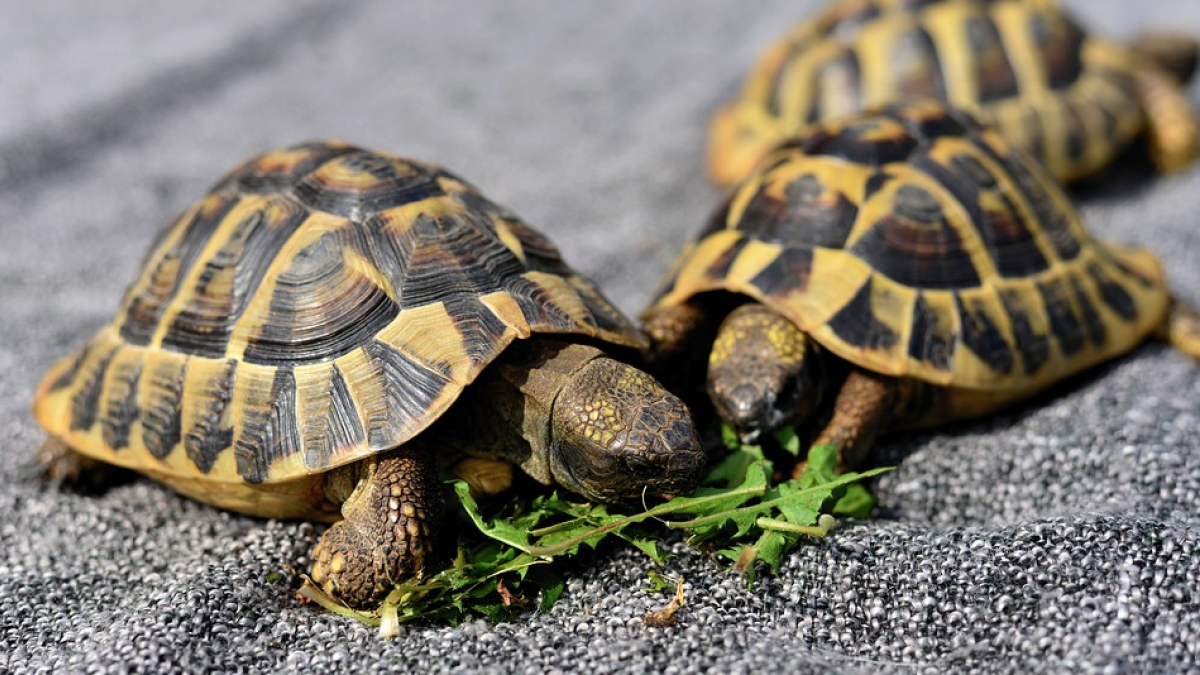 Imagen de archivo de unas tortugas.
