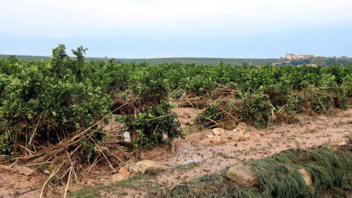 Un camp de cítrics a la zona de Mianes, a Tortosa, ple de canyes i fang que va arrossegar amb la llevantada un barranc proper.