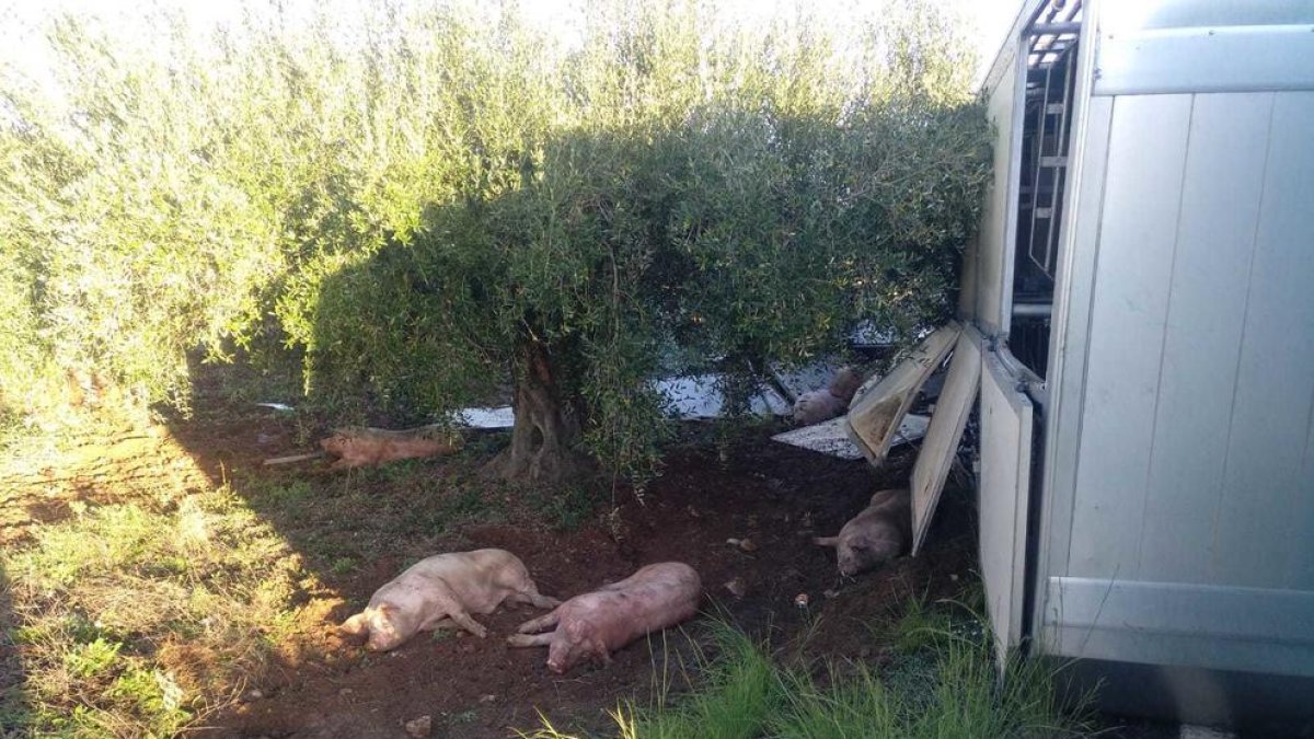 Alguns dels porcs han mort.