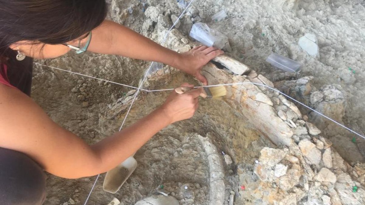 Detalle de la excavación de un hueso de mamut en el Barranco de la Boella esta campaña.