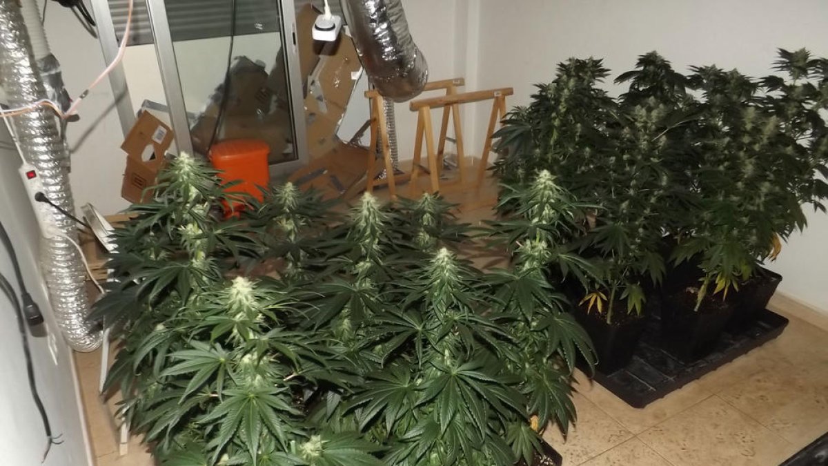 Els Mossos d'Esquadra van localitzar un total 188 plantes de marihuana.