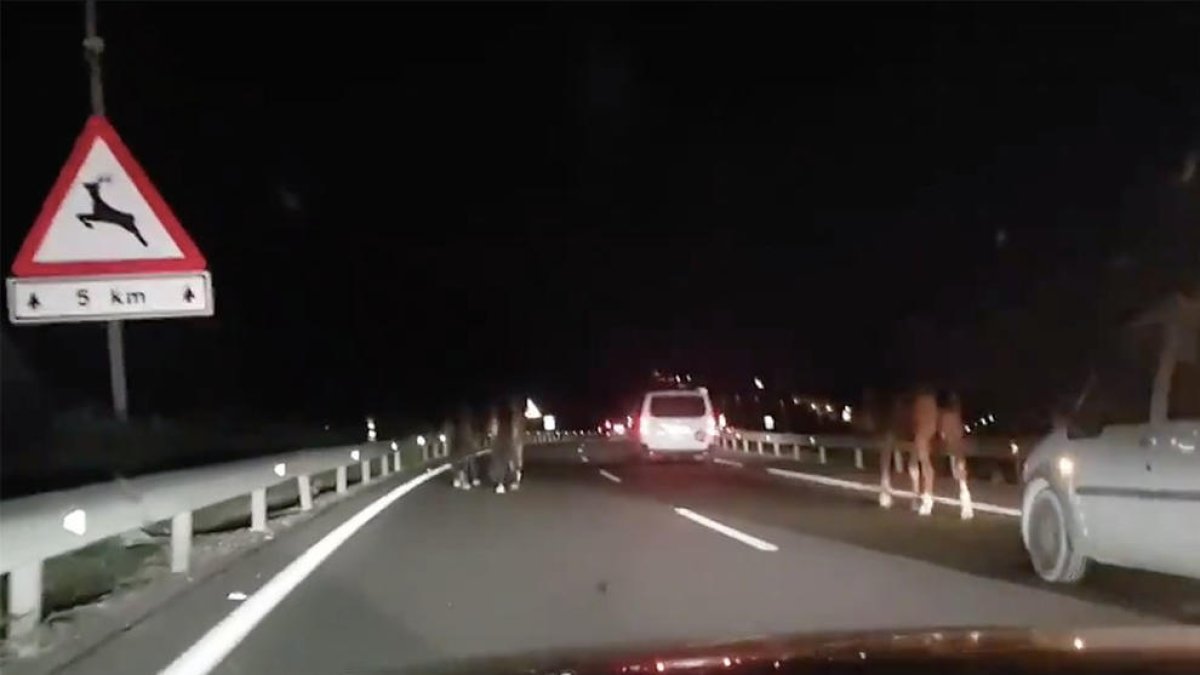 Los animales en medio de la autovía antes de producirse los accidentes.