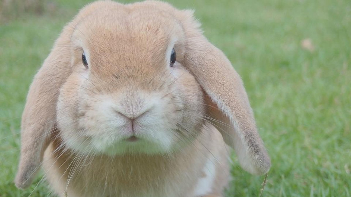 Cent conills d'una desena d'amos han estat assassinats.