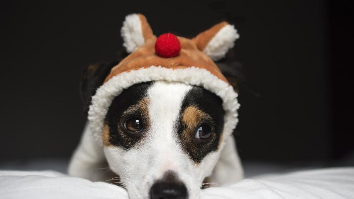 Imagen de un perro con un sombrero de Navidad.