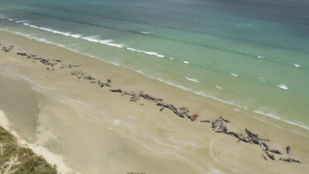 Imatge de les balenes encallades a l'illa Steward.