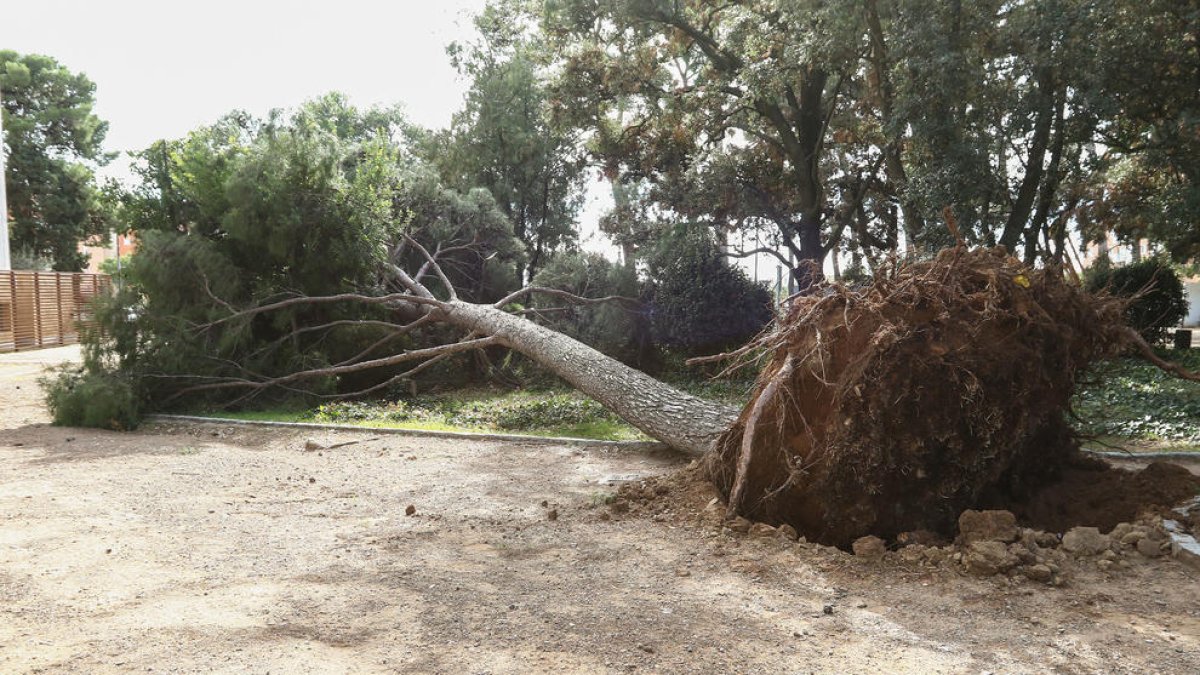 La fuerza del viento arrancó de raíz uno de los pinos de los jardines de Mas Carandell, en la ciudad de Reus.