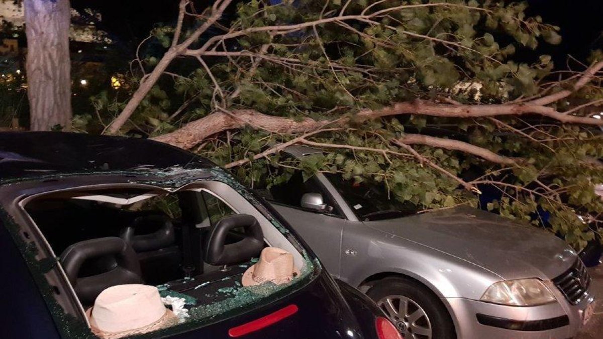 Imagen de unos árboles caídos en Tortosa que provocaron daños en varios coches.