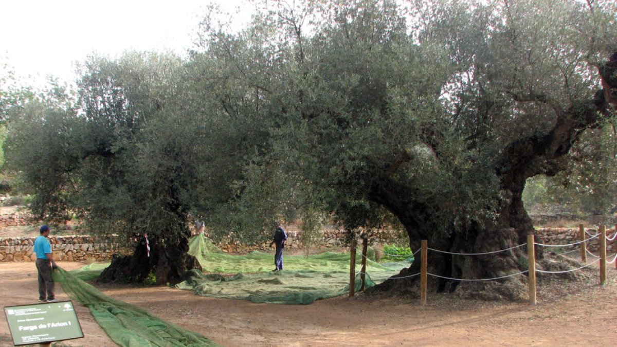Pleno general de unos campesinos trabajando en olivos milenarios de la finca de Arión, Ulldecona.