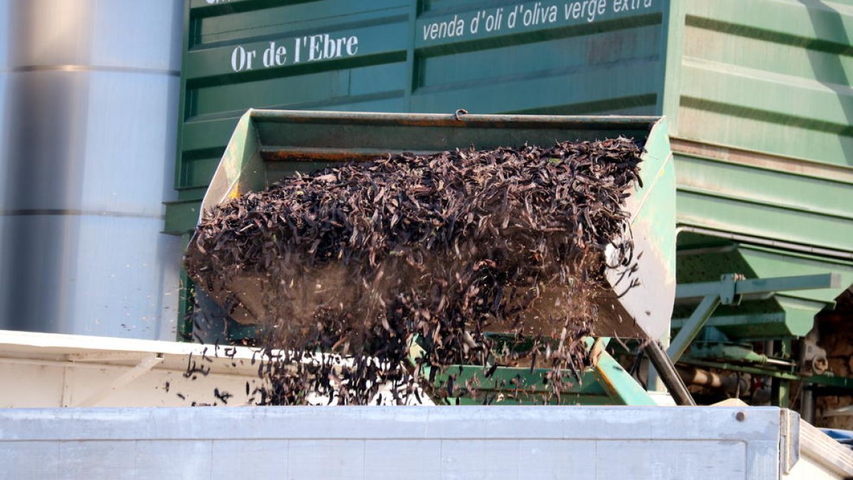 Primer plano de la pala de un tractor vertiendo algarrobas a la cisterna de un camión en Tortosa.