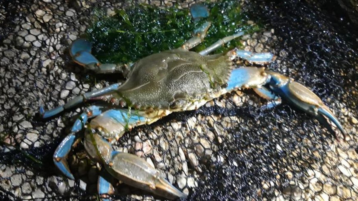 Ejemplar de cangrejo azul capturado en la desembocadura del Gaià.