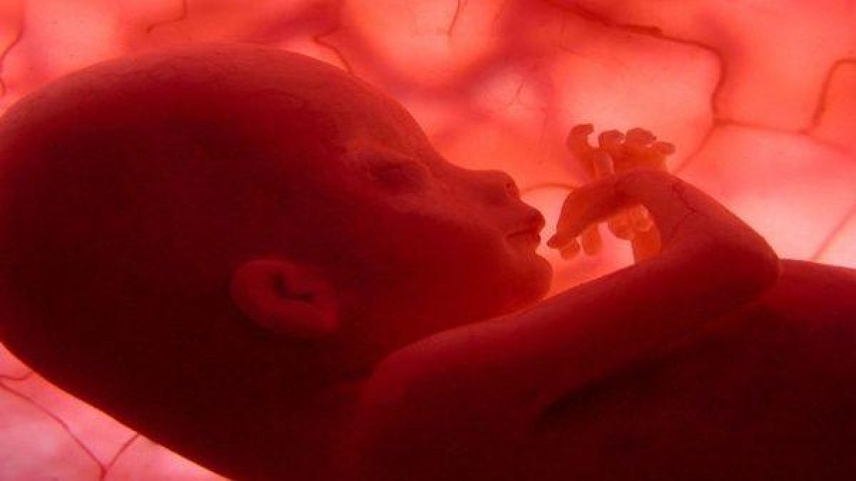Imagen de archivo de un embrión