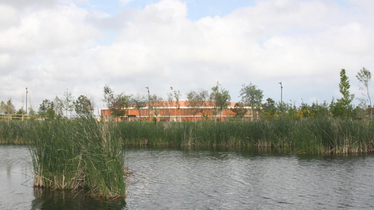 Plano medio de la vegetación que empieza a crecer en el interior del lago artificial, con el Palacio de Deportes de fondo.