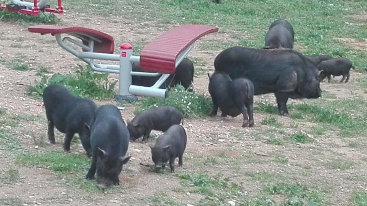 Un grup de porcs vietnamites busca menjar a un parc infantil de Sant Pere i Sant Pau.